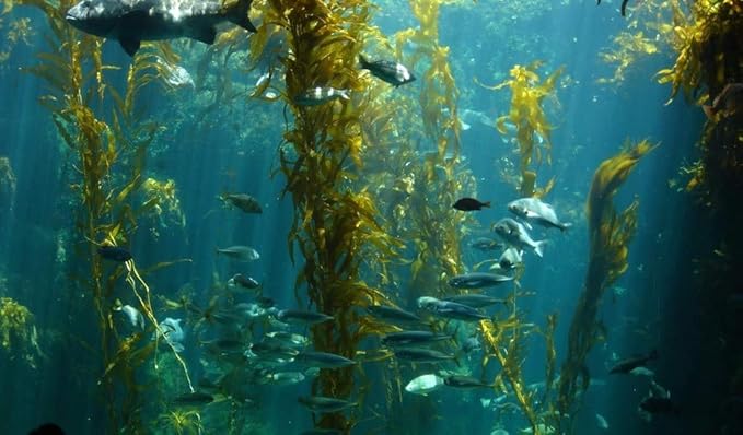 Energize Oyster Extract Supplement for Men & Women - Zinc, Taurine, Amino Acids - Supports Energy, 500 mg, 60 Veg Capsules