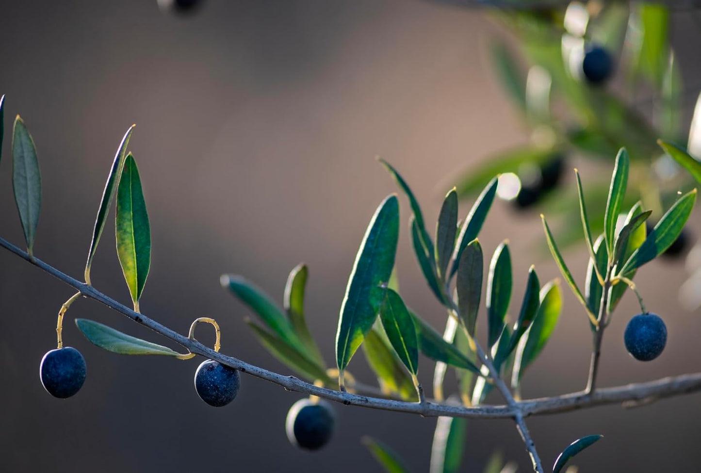 Olive Oil Lip Balm (3-pack) by ODE Olive Oil Beauty, Organic EVOO, California Made