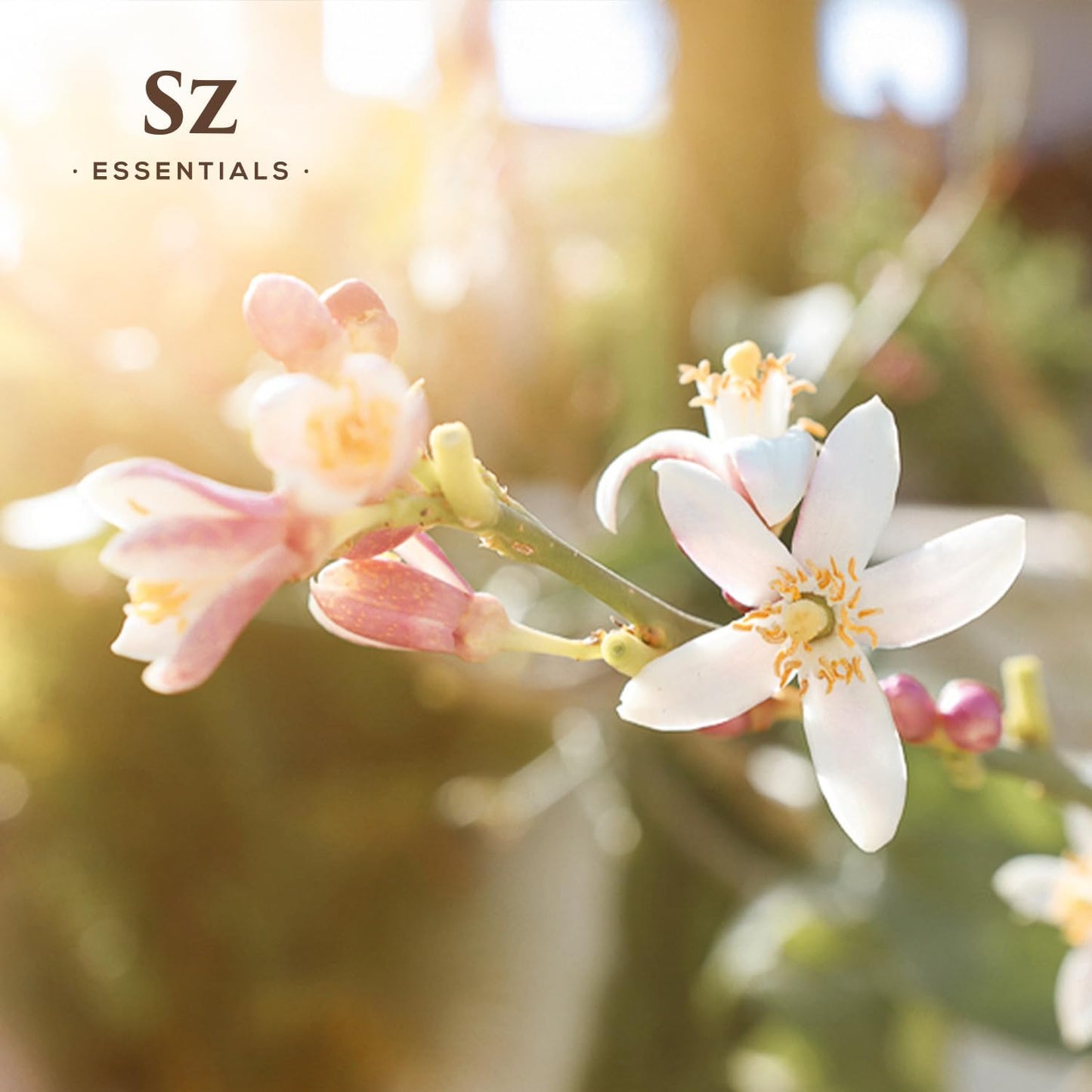 Daidai Blossom Essential Oil - 100% Pure and Undiluted Neroli-Daidai - Citrus Aurantium cv Daidai - Floral & Citrusy Scent with Oriental Overtones - Therapeutic Grade & Vegan - 0.17oz