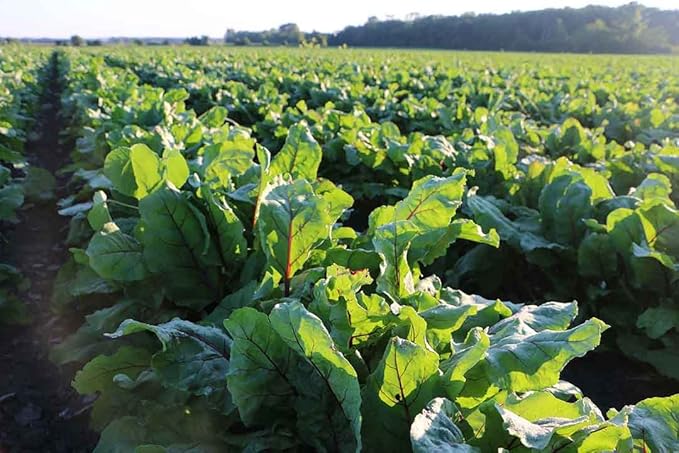 Standard Process Tuna Omega-3 Oil EPA and DHA - Whole Food Support, Brain Health and Brain Support, Eye Health, Skin Health and Hair Health with Tuna Oil - Gluten Free - 120 Softgels