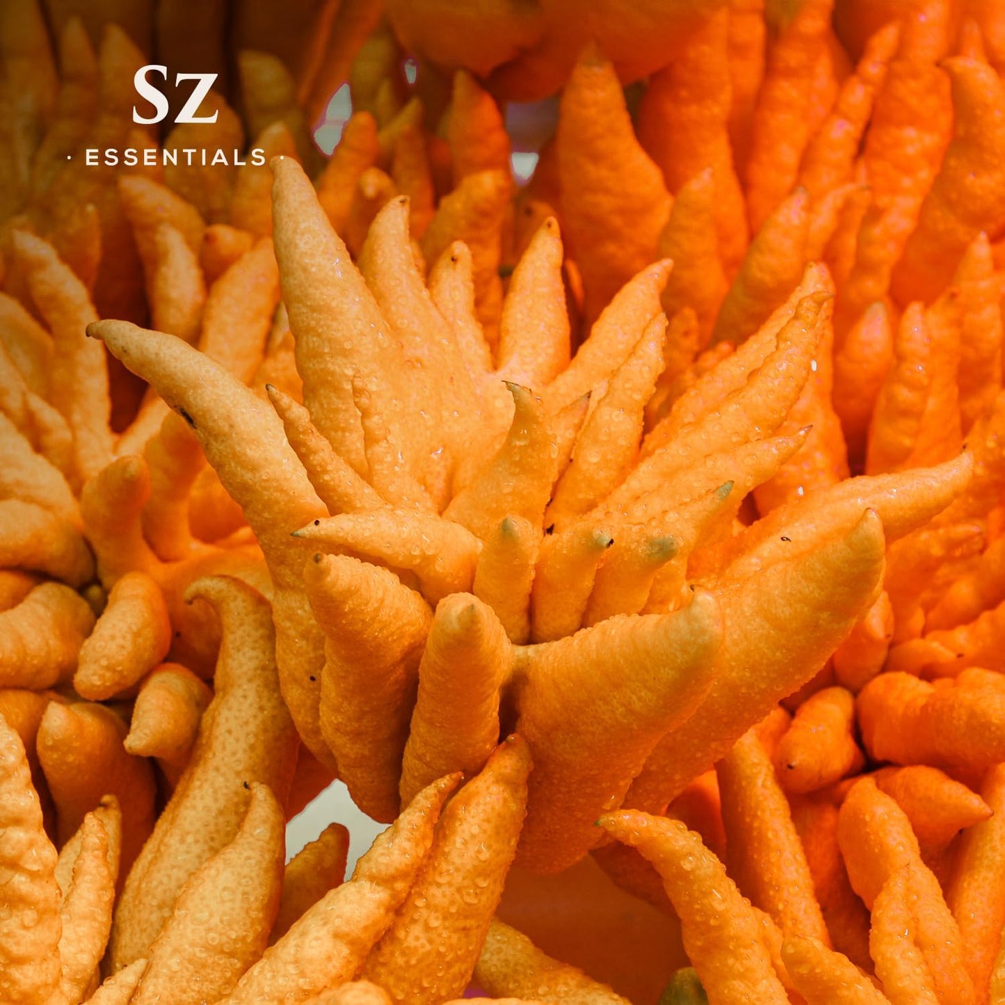 Buddha's Hand Essential Oil, 100% Pure, Extracted from The Most Fragrant Italian Finger Citron - Citrusy & Lemony Scent with Sweet Overtones - Therapeutic Grade & Vegan - 0.17oz (5ml)