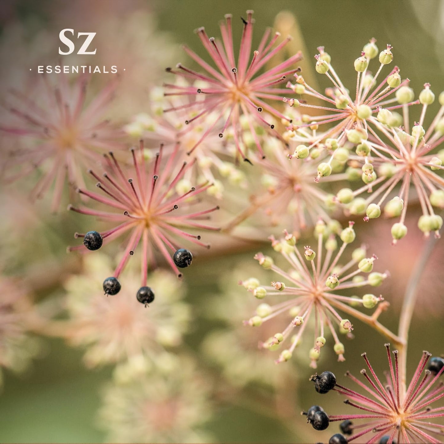 Jatamansi Essential Oil aka Spikenard - 100% Pure & Undiluted - Extracted from Nardostachys Jatamansi - Strong & Powerful Scent with Earthy Overtones - Therapeutic Grade - 0.17oz